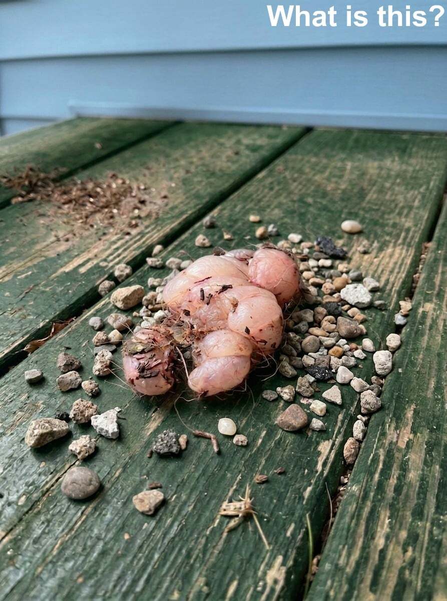 This Morning, I Stepped Onto My Porch and Found Something Unexpected