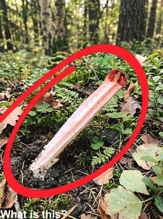 An Unusual Discovery Deep in the Forest Turned Into an Unexpected Lesson About Nature