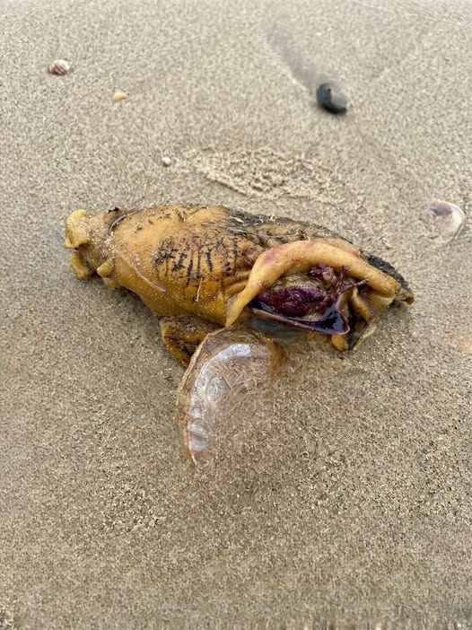 I Was Walking My Dog on the Beach When We Found Something That Stopped Me Cold