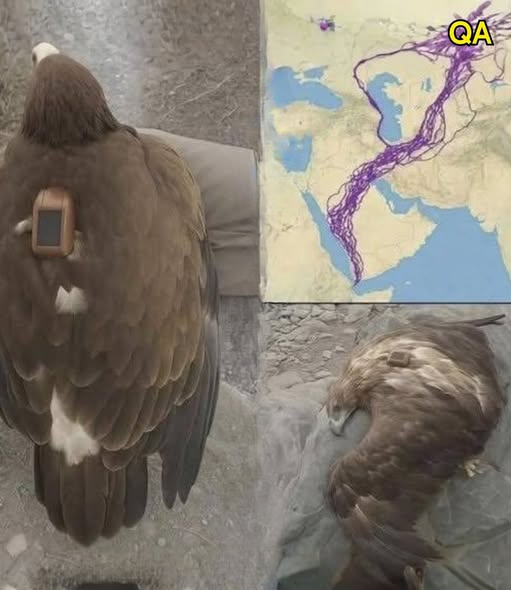 For 20 Years, a GPS-Tracked Eagle Fascinated Scientists With Its Extraordinary Journey