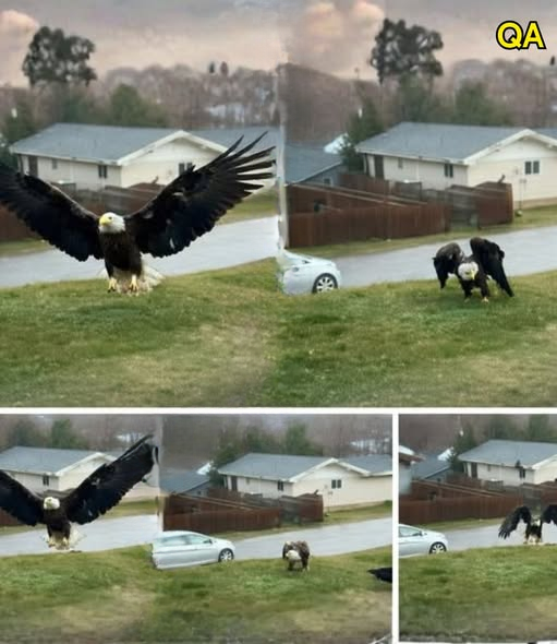Reports of a “Giant Eagle” in Texas Spark Curiosity and Skepticism