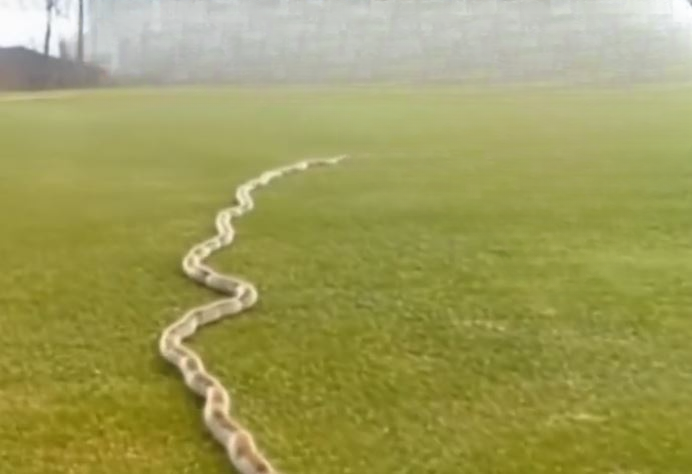 I Found Hundreds of Tiny Creatures Moving Through My Grass—What I Discovered Was Truly Amazing