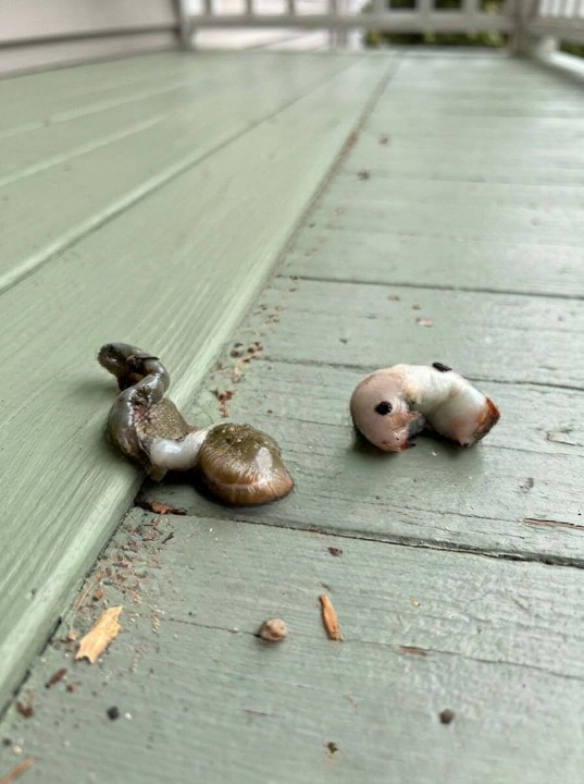 I Stepped Onto My Balcony and Discovered Something Strange — The Explanation Was Simpler Than I Expected