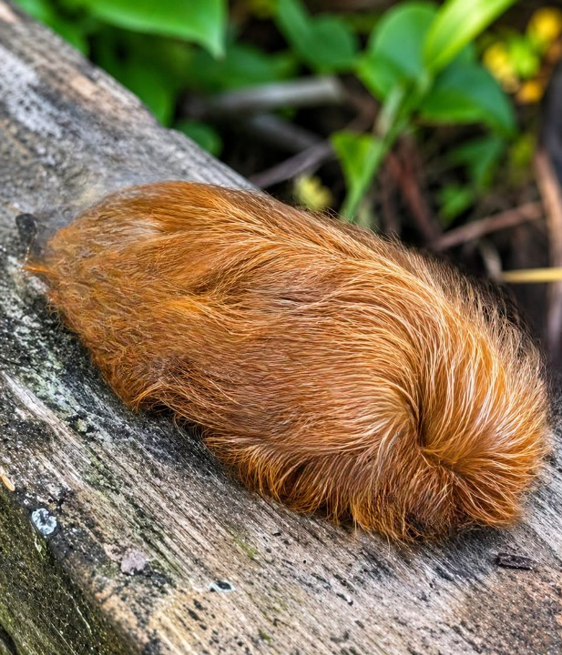Is This Fuzzy Caterpillar Safe to Touch? What You Should Know