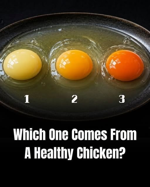 Which Egg Comes From the Healthiest Hen? Why Yolk Color Cannot Give You the Answer
