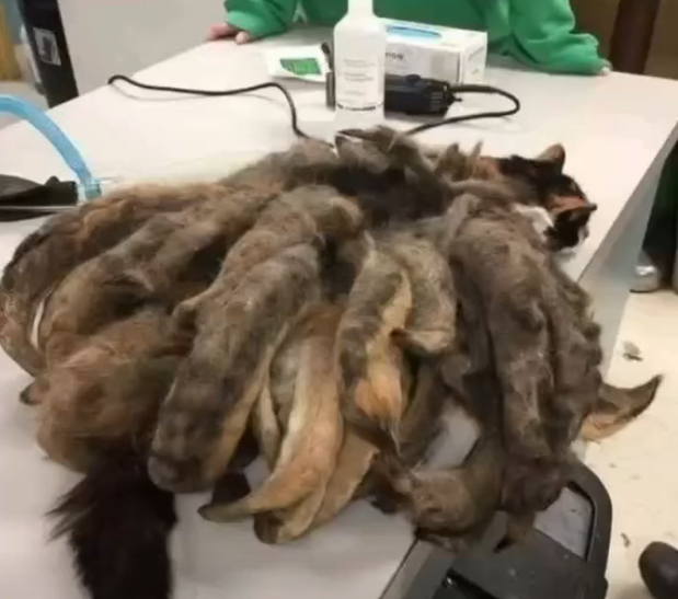 Hidey’s Rescue: The Cat Found Beneath Two Pounds of Matted Fur
